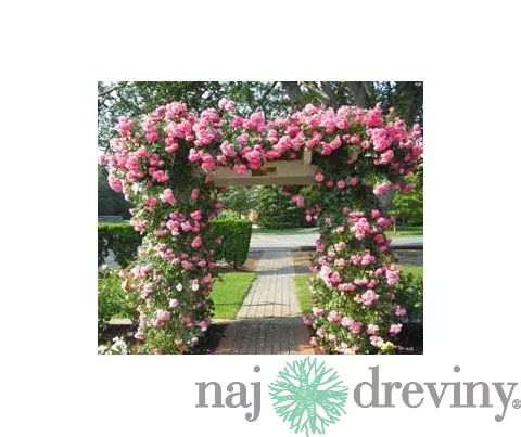Ruža popínavá ružová, v črepníku 3l Rosa pink