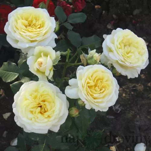 Ruža popínavá Stockholm, v črepníku 4l Rosa Stockholm