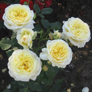 Ruža popínavá Stockholm, v črepníku 4l Rosa Stockholm