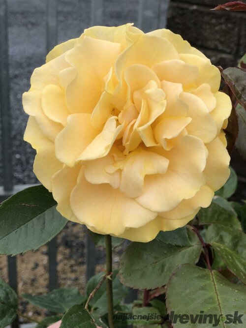 Ruža popínavá žltá Chinatown 60/80 cm v črepníku 3l Rosa Chinatown