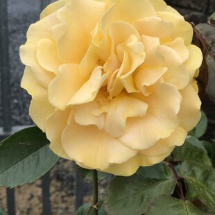 Ruža popínavá žltá Chinatown 60/80 cm v črepníku 3l Rosa Chinatown