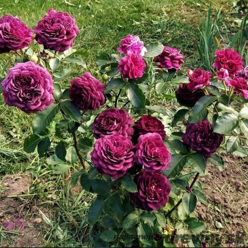 Ruža PURPLE EDEN ‘Weksmopur‘, výška 30/+ cm, v črepníku 5l Rosa PURPLE EDEN ‘Weksmopur‘