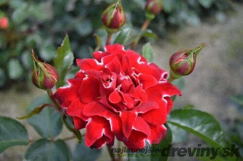 Ruža RED RUFFLES na kmienku 100/120 cm, v črepníku 7l Rosa RED RUFFLES