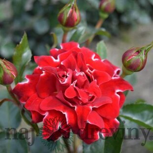 Ruža RED RUFFLES na kmienku 100/120 cm, v črepníku 7l Rosa RED RUFFLES
