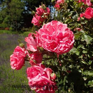 Ruža ROSARIUM UETERSEN ‘Kortersen‘ na kmienku 100/120 cm, v črepníku 7l Rosa ROSARIUM UETERSEN ‘Kortersen‘