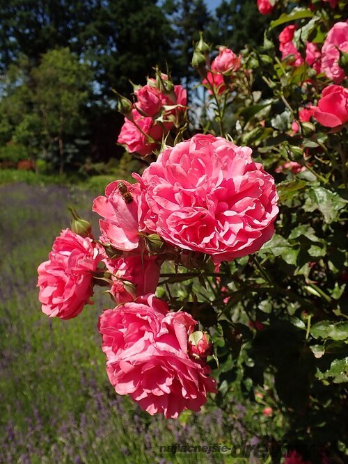Ruža ROSARIUM UETERSEN ‘Kortersen‘ na kmienku 100/120 cm, v črepníku 7l Rosa ROSARIUM UETERSEN ‘Kortersen‘