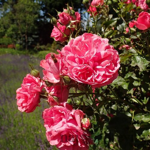 Ruža ROSARIUM UETERSEN ‘Kortersen‘ na kmienku 100/120 cm, v črepníku 7l Rosa ROSARIUM UETERSEN ‘Kortersen‘