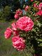 Ruža ROSARIUM UETERSEN ‘Kortersen‘ na kmienku 100/120 cm, v črepníku 7l Rosa ROSARIUM UETERSEN ‘Kortersen‘