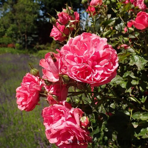 Ruža ROSARIUM UETERSEN ‘Kortersen‘ na kmienku 100/120 cm, v črepníku 7l Rosa ROSARIUM UETERSEN ‘Kortersen‘