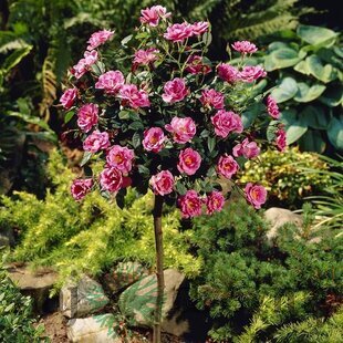 Ruža Royal Pink, na kmienku 70 cm, v črepníku Rosa Royal Pink