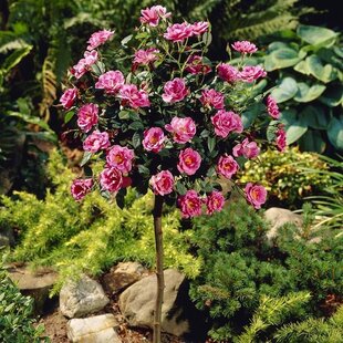 Ruža Royal Pink, na kmienku 70 cm, v črepníku Rosa Royal Pink