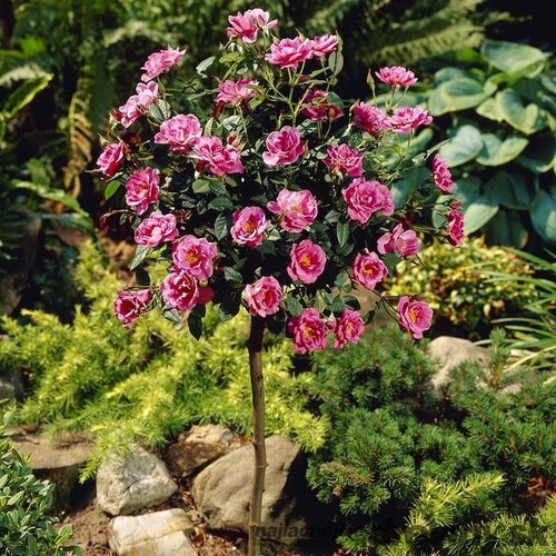 Ruža Royal Pink, na kmienku 70 cm, v črepníku Rosa Royal Pink