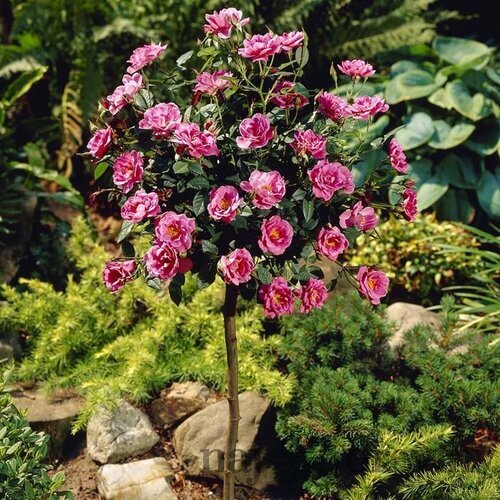 Ruža Royal Pink, na kmienku 70 cm, v črepníku Rosa Royal Pink