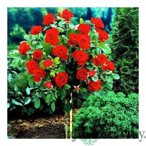 Ruža Royal Red, na kmienku 70 cm, v črepníku Rosa Royal Red