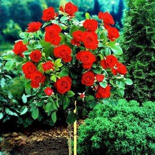 Ruža Royal Red, na kmienku 70 cm, v črepníku Rosa Royal Red