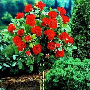 Ruža Royal Red, na kmienku 70 cm, v črepníku Rosa Royal Red