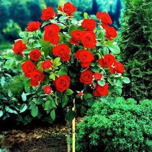 Ruža Royal Red, na kmienku 70 cm, v črepníku Rosa Royal Red