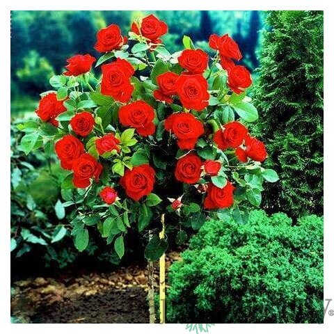 Ruža Royal Red, na kmienku 70 cm, v črepníku Rosa Royal Red