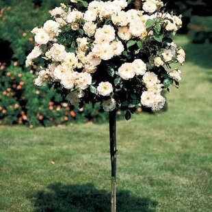 Ruža Royal White, na kmienku 70 cm, v črepníku Rosa Royal white