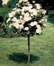 Ruža Royal White, na kmienku 70 cm, v črepníku Rosa Royal white