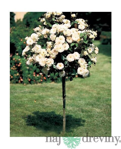Ruža Royal White, na kmienku 70 cm, v črepníku Rosa Royal white