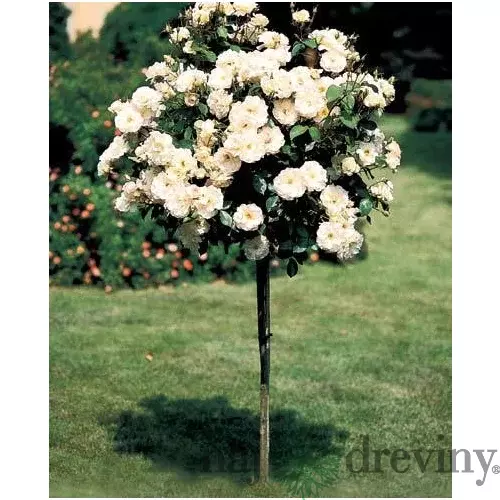 Ruža Royal White, na kmienku 70 cm, v črepníku Rosa Royal white