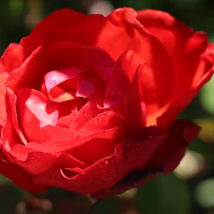 Ruža Satchmo, v črepníku Rose Stachmo