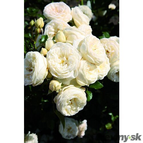 Ruža SCHNEEWITTCHEN Korbin, 30/50 cm, v črepníku 5l Rosa SCHNEEWITTCHEN Korbin