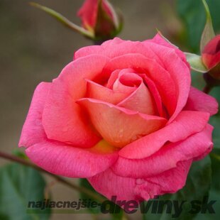 Ruža SHOGUN ‘Tanugosh‘ PBR 30/50 cm v črepníku 5l Rosa SHOGUN ‘Tanugosh‘ PBR