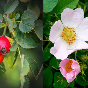 Ruža šípová - šípka 30/40 cm, v črepníku Rosa Canina
