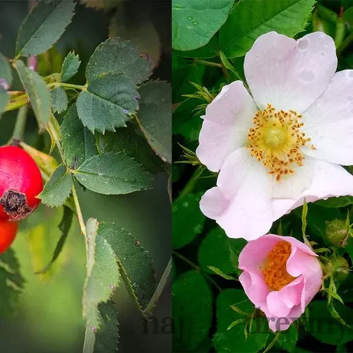 Ruža šípová - šípka 30/40 cm, v črepníku Rosa Canina