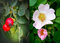 Ruža šípová - šípka 30/40 cm, v črepníku Rosa Canina