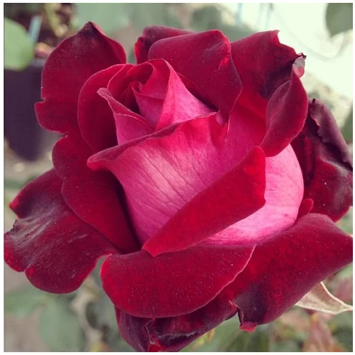 Ruža veľkokvetá Alleluja, v črepníku 4 Rosa Alleluja