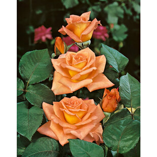 Ruža veľkokvetá Ambassador, v črepníku 4l Rosa Ambassador