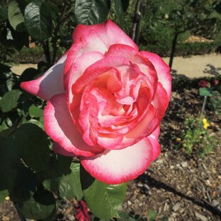 Ruža veľkokvetá Atlas, v črepníku 4l Rosa Atlas