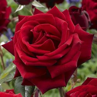 Ruža veľkokvetá bordová výška 20/40cm, v črepníku 4l Rosa