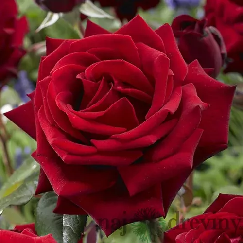 Ruža veľkokvetá bordová výška 20/40cm, v črepníku 4l Rosa