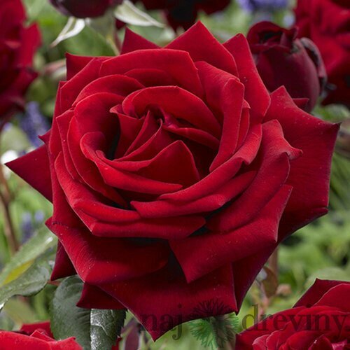 Ruža veľkokvetá bordová výška 20/40cm, v črepníku 4l Rosa