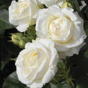 Ruža veľkokvetá Chopin, v črepníku 4l Rosa Chopin