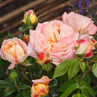 Ruža veľkokvetá Concorde, v črepníku 15l Rosa Concorde