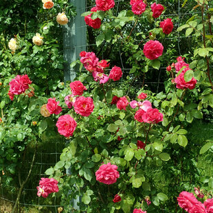 Ruža veľkokvetá Copenhagen, v črepníku 4l Rosa Copenhagen