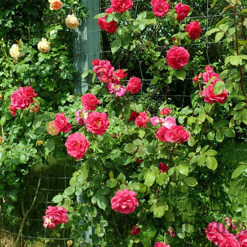 Ruža veľkokvetá Copenhagen, v črepníku 4l Rosa Copenhagen