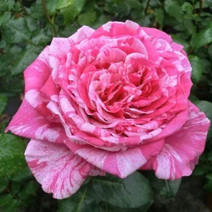 Ruža veľkokvetá ‘Crazy Fashion‘, v črepníku 6l Rosa Crazy Fashion
