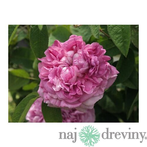 Ruža veľkokvetá Dafne, v črepníku 4l Rosa Dafne