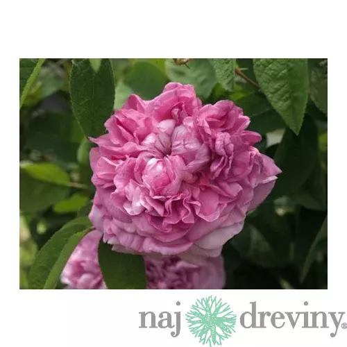 Ruža veľkokvetá Dafne, v črepníku 4l Rosa Dafne