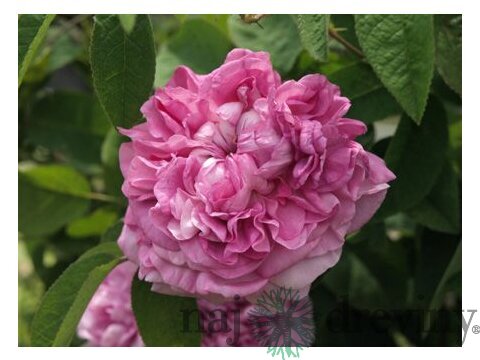 Ruža veľkokvetá Dafne, v črepníku 4l Rosa Dafne