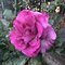 Ruža veľkokvetá fialová Purple Orient, v črepníku 2l Rosa Purple Orient