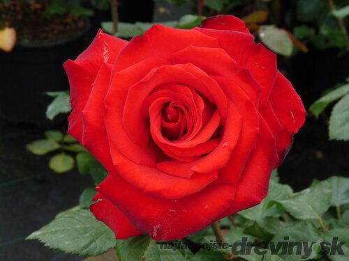 Ruža veľkokvetá Grande Amore, v črepníku 15l Rosa Grande Amore