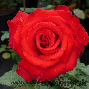 Ruža veľkokvetá Grande Amore, v črepníku 15l Rosa Grande Amore