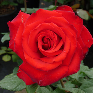 Ruža veľkokvetá Grande Amore, v črepníku 15l Rosa Grande Amore